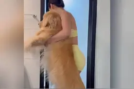 沉浸式刷狗的一天，狗狗的表情也太可爱了!视频封面