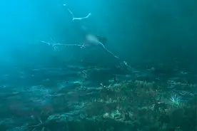 第二集，女孩游泳昏迷，误入另一个世界#视频封面