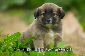 生肖属狗人最佳出生年份：70年一穷二白，58年富得流油视频封面