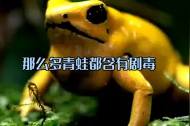 那么多青蛙都含有剧毒