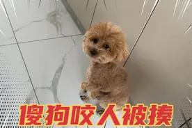 泰迪狗最近咬人，主人训它吓得抖的不行，主人还要揍狗子！视频封面