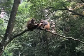 十里画廊里的猴子一家、天门山的穿山长扶梯印象深刻