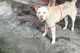 养了4年的当家犬送给别人 1年后还会记得我吗 这结果太侮辱人了