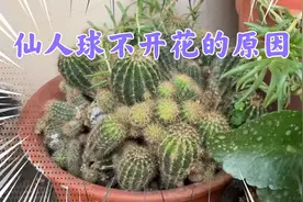 仙人球不开花分享如何养护年年开花，繁殖多又快，耐旱耐高温省心视频封面