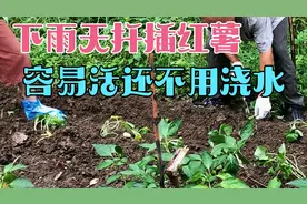 下雨天扦插红薯藤，容易成活还不用浇定根水