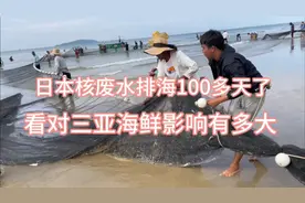 日本核废水排海100多天了，看看对三亚海鲜影响有多大视频封面