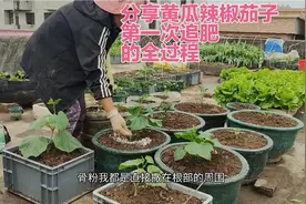 楼顶种菜：分享黄瓜、辣椒、茄子移栽后第一次追肥全过程视频封面