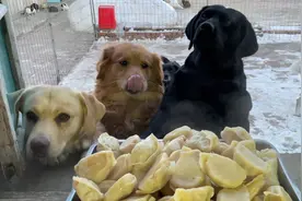 今天给狗狗做的猪肉圆白菜馅蒸饺，一起吃的饱饱哒！视频封面