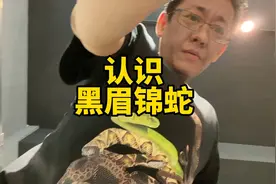 认识一下中国常见的无毒蛇，黑眉锦蛇、广花蛇、美女蛇。