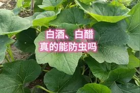 白酒、白醋、糖能不能防治蔬菜虫害？告诉你真实答案，这个才好使