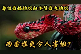 毒性最强的蛇和体型最大的蛇，到底谁更可怕？蛇真的冷血吗？