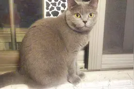 蓝猫小宝，不让抱，不让碰。不知道养来干嘛的！视频封面