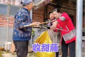 妈妈做的野草粑粑很畅销，秋子帮忙收购甜藤，邻居都过来帮忙打包