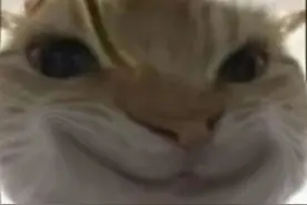 小猫表情包来了视频封面