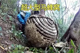 在山里找到一个近百斤的巨型马蜂窝，蜂蛹还十分饱满！