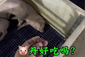 具有滋补壮阳，补肺益气的猪淡好吃吗？看吃过的养猪小伙怎么说视频封面