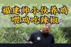 喂鸡吃辣椒，好处也是很多的。鸡苗分公母你知道吗？