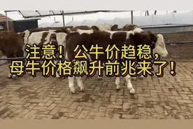 注意！公牛价趋稳，母牛价格飙升前兆来了！视频封面