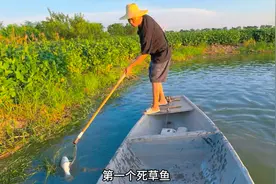 昨天放的鱼，今天就漂起来了！死鱼数量不多，还在掌握之中！视频封面