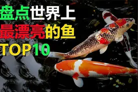 盘点世界上最漂亮的10种鱼，锦鲤仅排名第六