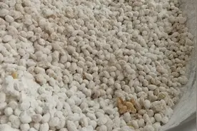 河南特产西瓜酱豆，首先要煮豆，拌面捂豆，捂至长黄绿色毛毛。