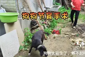 狗狗节育手术/乡村兽医日常