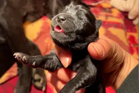 刚出生两天的小奶狗为什么会全身僵硬？视频封面