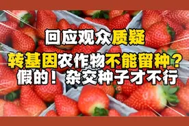转基因农作物不能留种，用了会被外国人控制垄断？