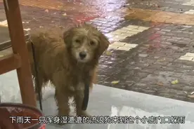 雨天流浪狗来到店里躲雨，他的眼神让人心疼老板娘投喂结局暖心