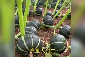 想要南瓜多，打头最重要！