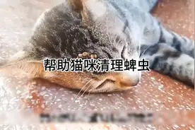 帮助猫咪清理蜱虫#动物 #解压视频 #救助流浪猫