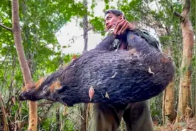 见识一下，日本人宰杀野猪做美食，整个操作过程确实很日本！