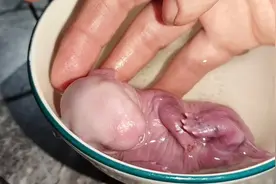 刚出生变僵硬的兔子先别扔，这样操作或许还能活。视频封面