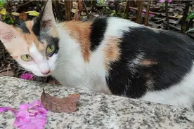 花花做妈妈很失败，据观察，5只崽剩1只了，根本保护不了自己的娃