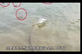 村里井水突然冒泡，蛇群出没，全村人吓坏了，老村长赶紧去找法官视频封面