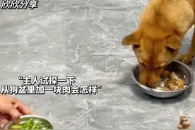 狗狗什么都懂，它只是不会说话，来自中华田园犬的魅力