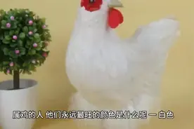 #生肖属鸡人的幸运色和禁忌色1