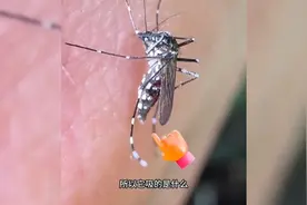 博主以身饲蚊，一镜到底，只为科普蚊子吸血过程！
