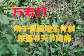 万寿竹：用于骨质增生骨刺膝盖等关节疼痛，栽花盆也有观赏价值视频封面