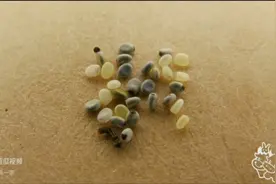 蚕的一生，2分钟完整输出！