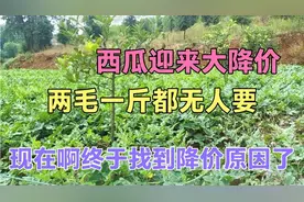 西瓜迎来大降价！2毛1斤无人要，瓜农欲哭无泪，终于找到了原因视频封面