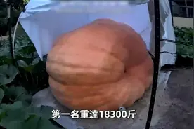 🍓🍈🍠🍋全世界最大的10個超級水果！视频封面