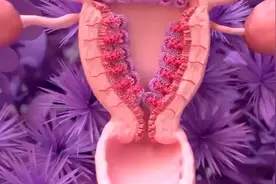 科普动画：月经周期和排卵