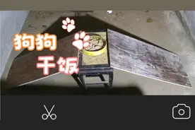 母狗在分娩前会自行筑窝咬破胎衣咬断脐带吃掉胎衣和仔狗的粪尿。视频封面