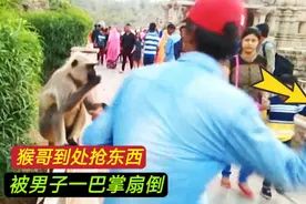 印度猴子太猖狂，到处抢东西，被男子一巴掌扇倒#猴子#动物世界视频封面