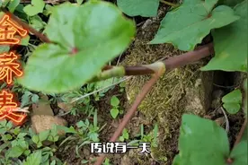 【金荞麦】又名苦荞麦、天荞麦、野荞麦、开金锁等…