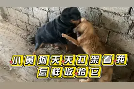 小黄狗开始有多嚣张，最后就有多狼狈