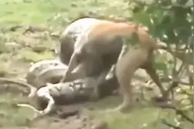 狗狗闯入蟒蛇领地被其缠住，可怜的狗狗毫无办法。视频封面