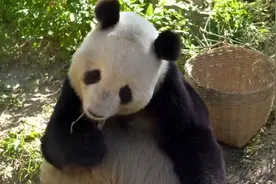 熊猫的憨态可掬，是大自然的馈赠，感受这纯净的美好。视频封面