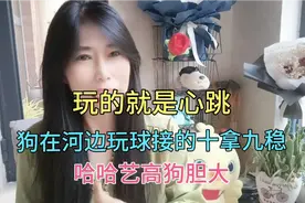 哈哈艺高狗胆大！狗在河边玩球，人都心跳加快可它接球无悬念视频封面